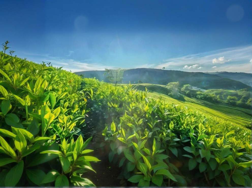 荼葉生產地配置了萊恩德農藥殘留檢測儀，提升茶葉銷售市場